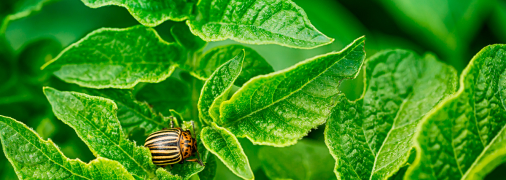 Вывести колорадских жуков не всегда просто