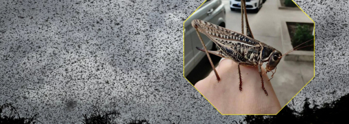 Кузнечик из Одессы