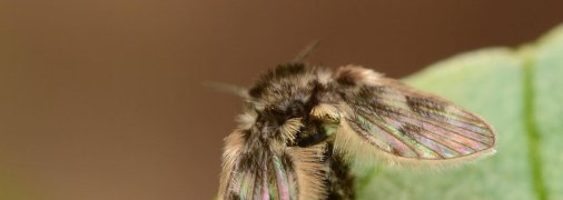 Бабочниця на листку/ harmony.in.my.life