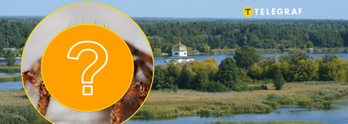 Рідкісний вид павуків у Київській області