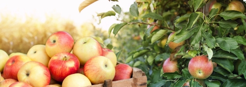 Ціна яблук у магазинах бʼє рекорди: що сталося з виробництвом фруктів в Україні