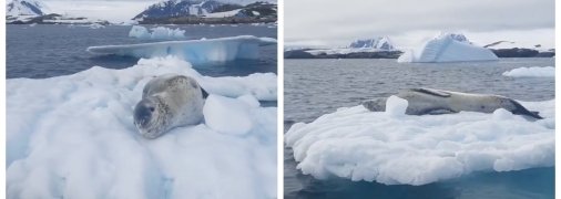 Морський леопард