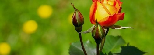 Как ухаживать за розами в саду летом