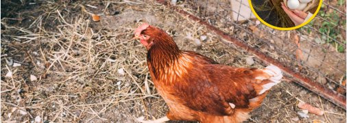 Курица у заграждения