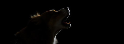 Собака виє з різних причин