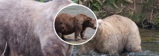 Медведь Грейзер