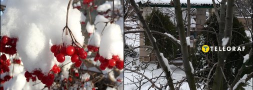 Рослини під снігом