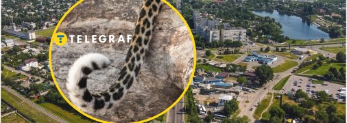 Леопард в Кременчуге