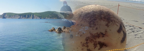 Коллаж "Телеграфа"