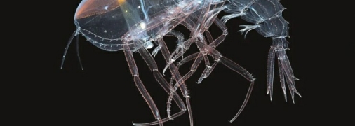 Фото цистисомы