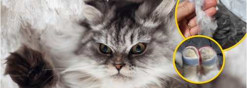 Пухнастий котик