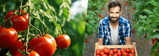 Правила выращивания помидоров