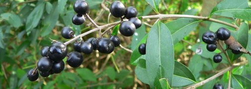 По одной из версий, девочки собирали грибы и могли наесться ядовитых ягод в лесу