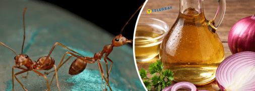 Насекомые могут забыть дорогу к вашему дому