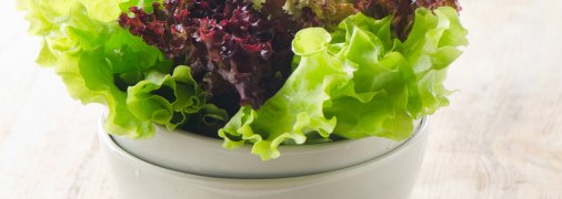 Салатная зелень: ее виды, применение и хранение