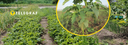 Как отличить дурман от физалиса