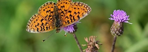 Какие завтра праздники: традиции и приметы на 29 июня