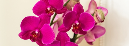 Орхідея – популярна кімнатна квітка