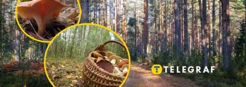 Говорушка перевернутая