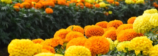 Чорнобривці прикрасять будь-який квітник