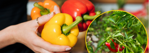 Чем подкормить перец в июле