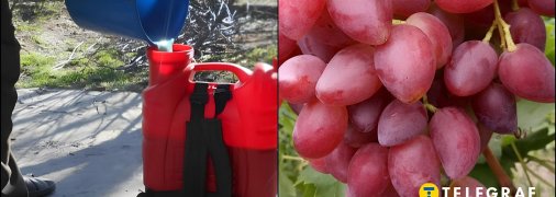 Перша весняна обробка саду та виноградника