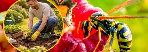 Это насекомое чаще всего можно встретить там, где есть сладкие запахи