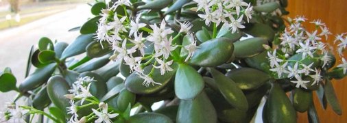 Толстянка хорошо переносит воздействие солнца