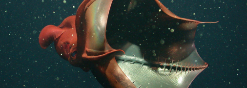 Кальмар-вампір