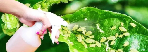 Три природных пестицидов для уничтожения тли