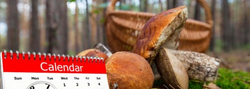 Сбор грибов в Прикарпатье