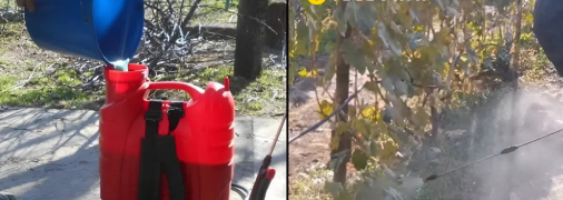 Биозащита сада и виноградника осенью — что надо сделать, когда и как