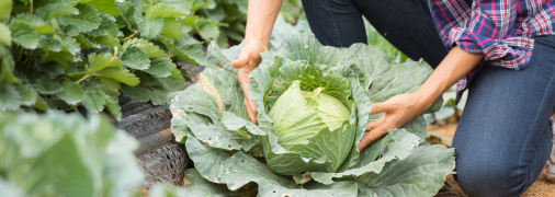 Не забудьте про підживлення капусти