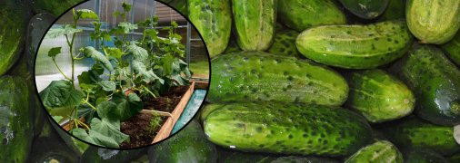 Які огірки посадити у 2026 році