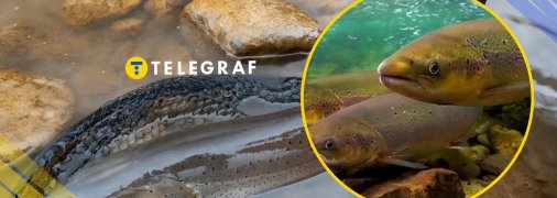 Головатиця