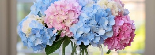 Синьо-рожеві гортензії