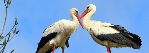 Аисты Грицько и Одарка