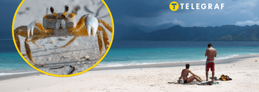 Краб на пляжі нірку робив