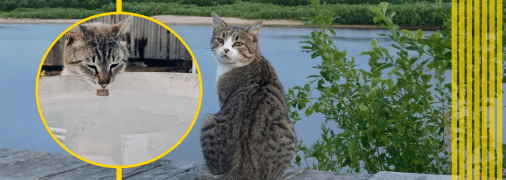 Кошачьи умеют плавать