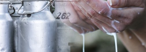 Молочные предприятия сокращают переработку: высокие цены на сырье и долги сетей убивают отрасль