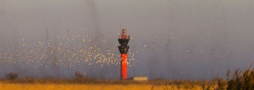 Тучи комаров заполонили Одесскую область (фото, видео)