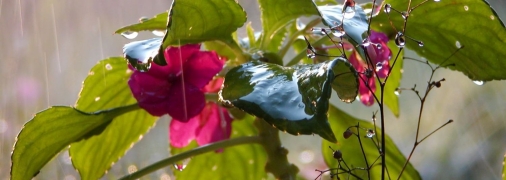 Весняний дощ