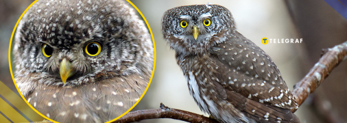 Сичик-горобець