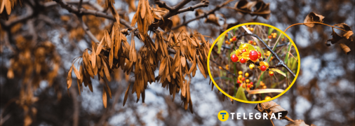 Растение деревогубец