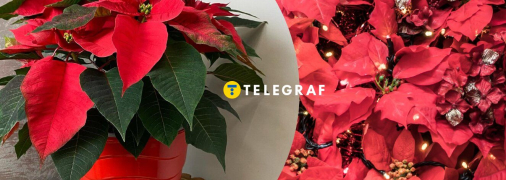 Пуансетія різдвяна