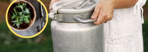 Корисне добриво для томатів, огірків, полуниці тощо