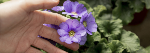 Фіалку варто періодично підживлювати