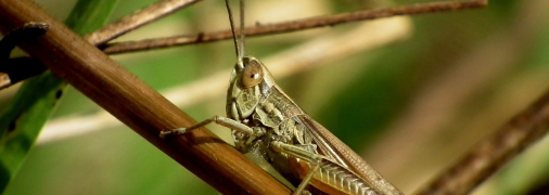 Коли закінчиться навала сарани