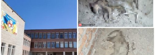 "Вмирали довго, в агонії": у школі на Дніпропетровщині кошенят замурували в підвалі