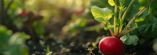 Чтобы получить богатый урожай редиса, важно знать, когда ее сеять (изображение создано с помощью ИИ)